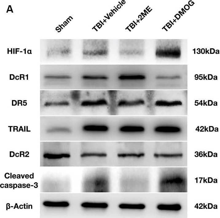 TRAILR4/TNFRSF10D/DcR2 Antibody - BSA Free