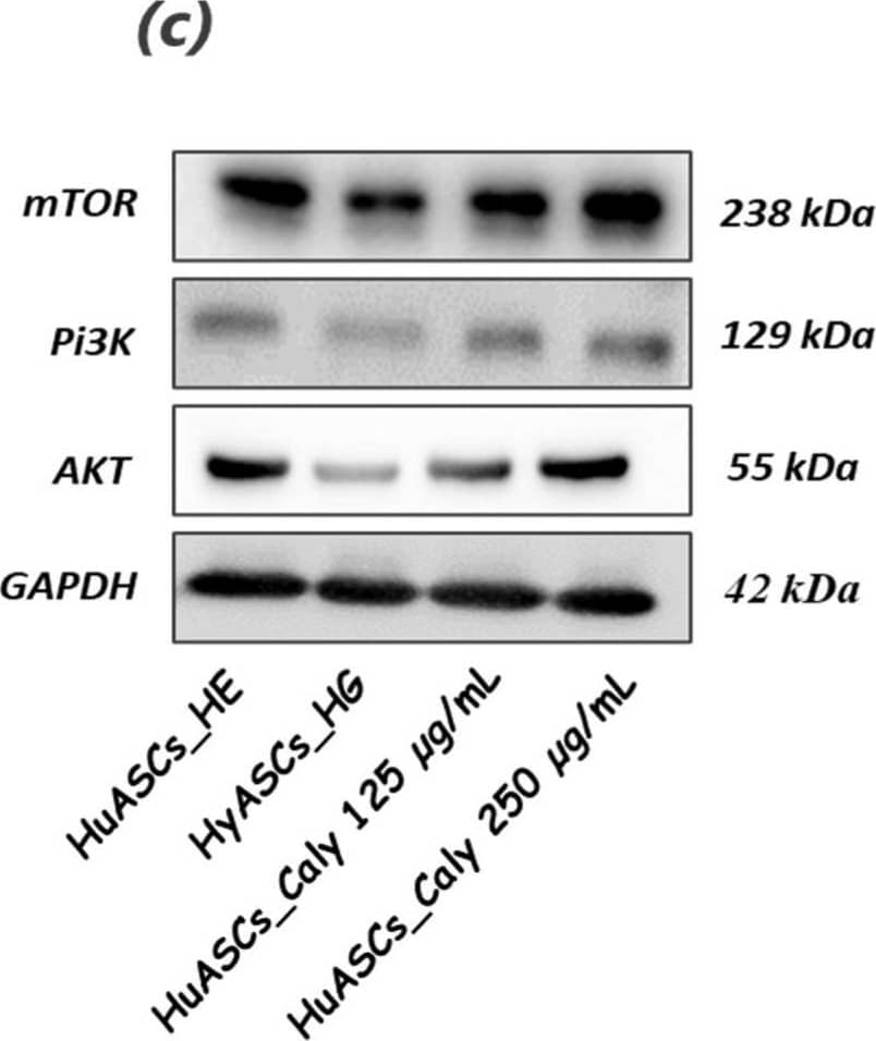 TOR/mTOR Antibody - BSA Free