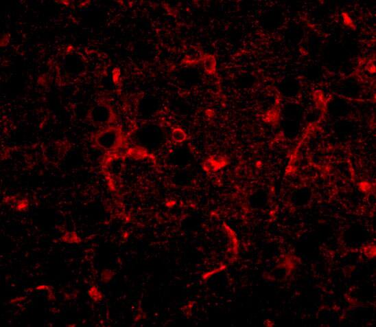 CDIP Antibody - BSA Free