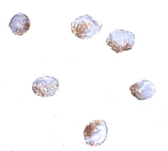 GNPDA2 Antibody - BSA Free