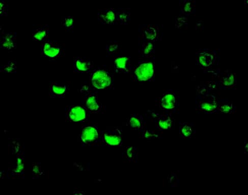 APAF-1 Antibody - BSA Free