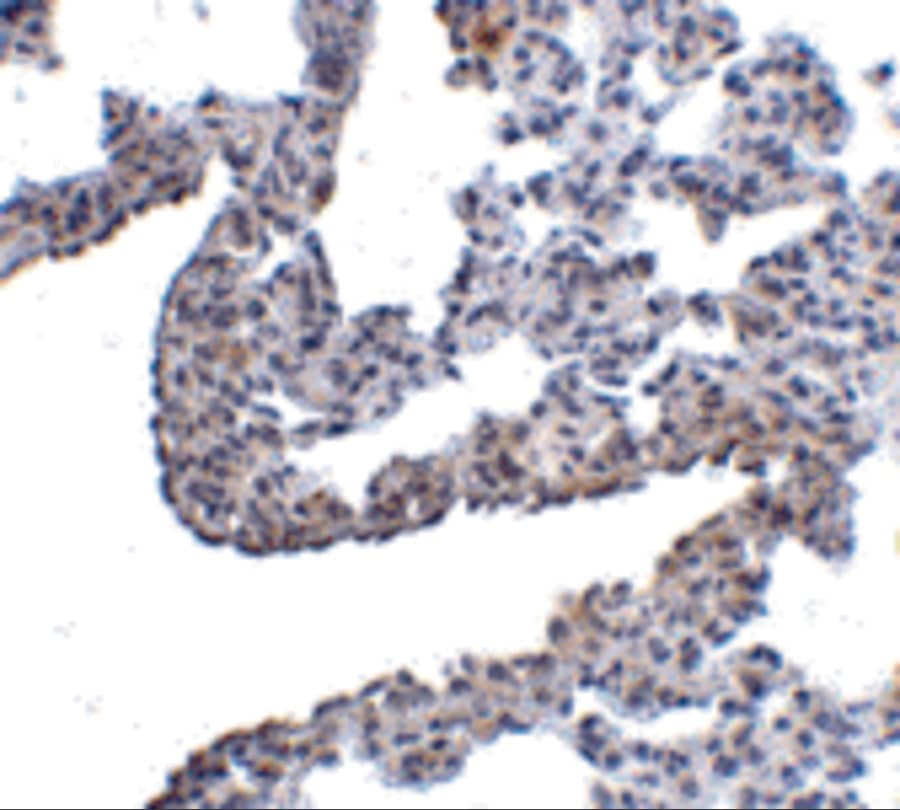 Protocadherin-12 Antibody - BSA Free