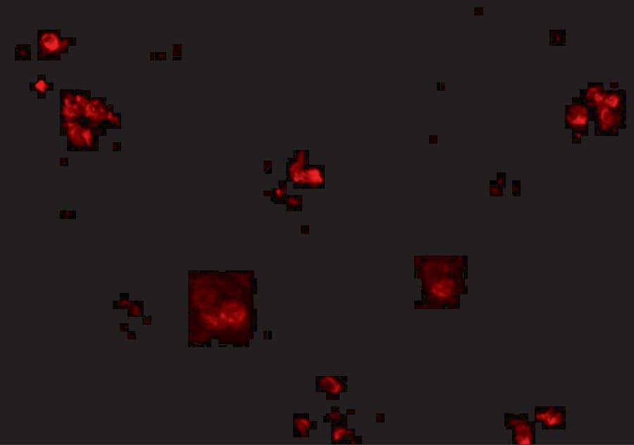 KCTD15 Antibody - BSA Free