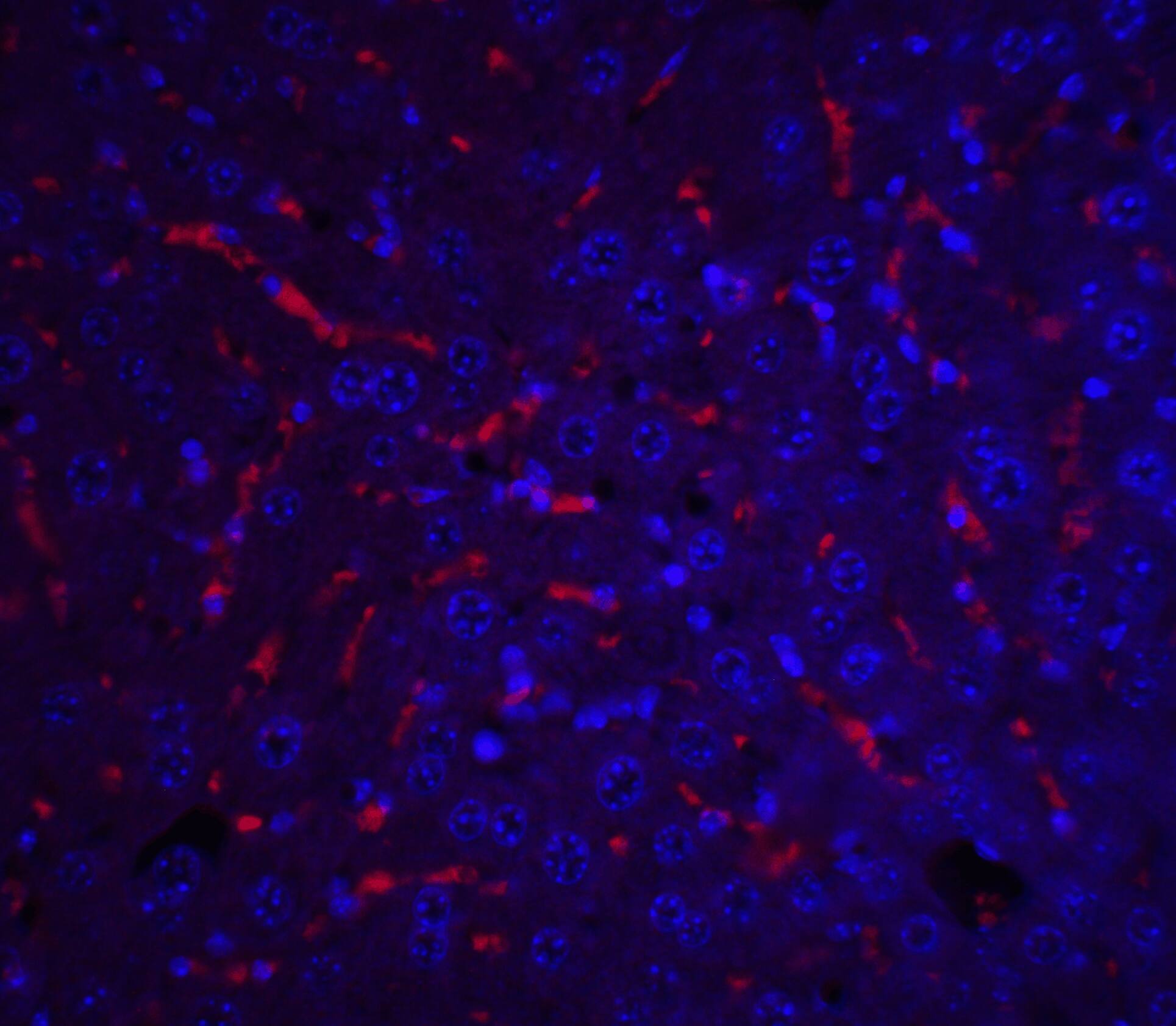 Apolipoprotein A-I/ApoA1 Antibody - BSA Free