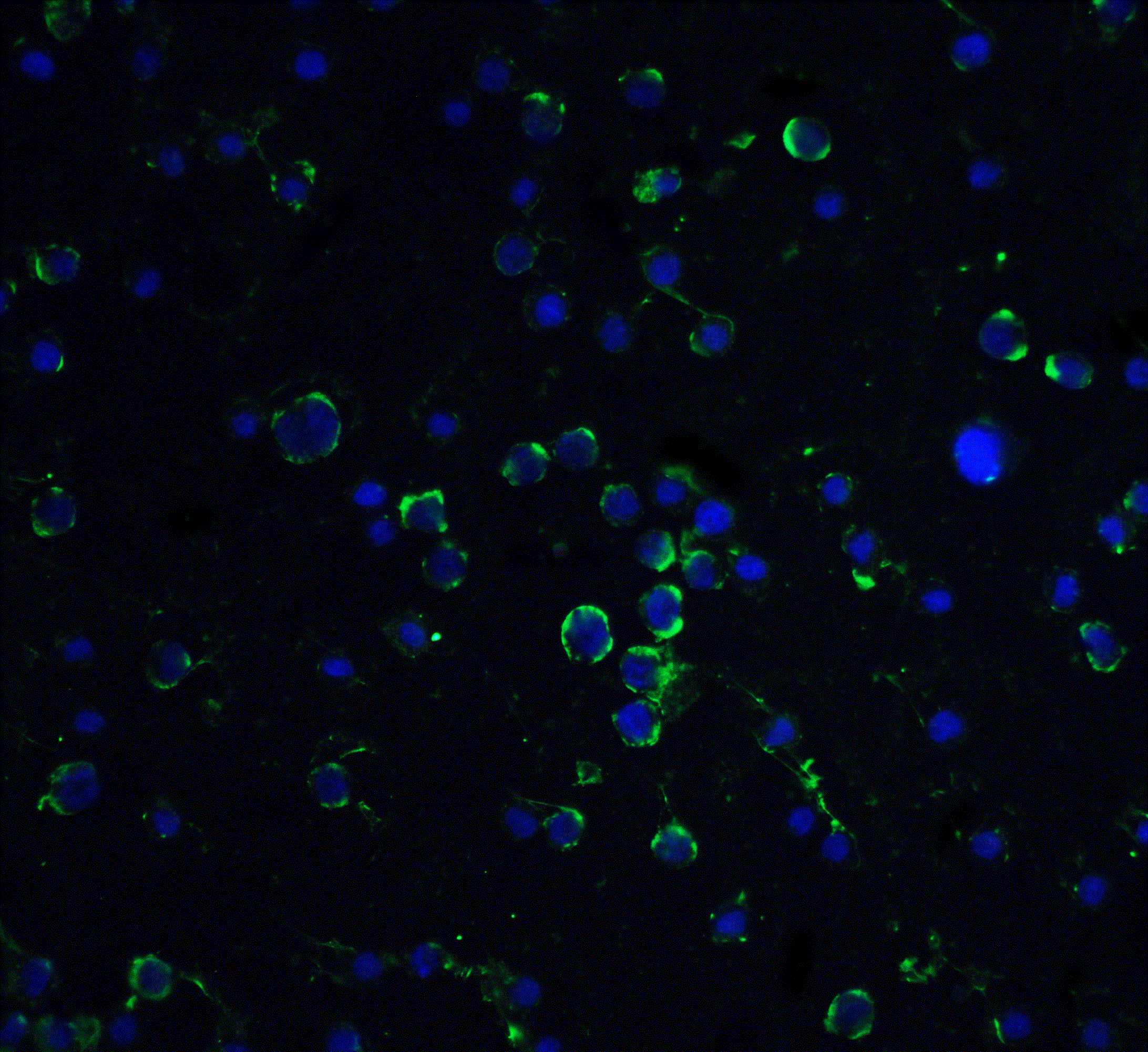 Daxx Antibody - BSA Free