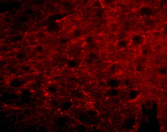 Bora Antibody - BSA Free