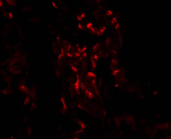 A20/TNFAIP3 Antibody - BSA Free