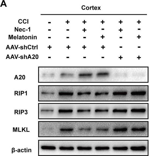 A20/TNFAIP3 Antibody - BSA Free