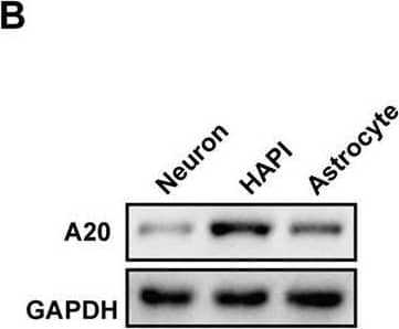 A20/TNFAIP3 Antibody - BSA Free