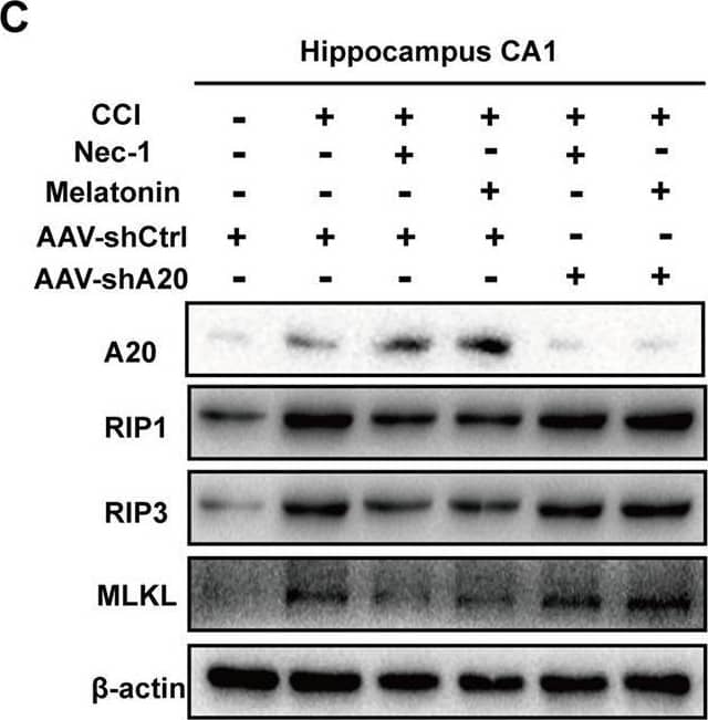 A20/TNFAIP3 Antibody - BSA Free