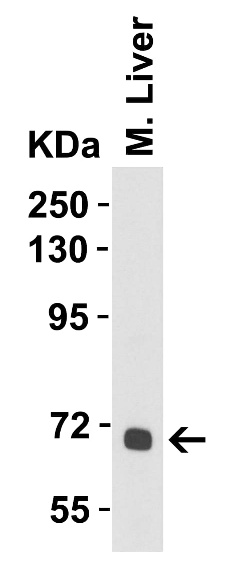 Albumin Antibody - BSA Free