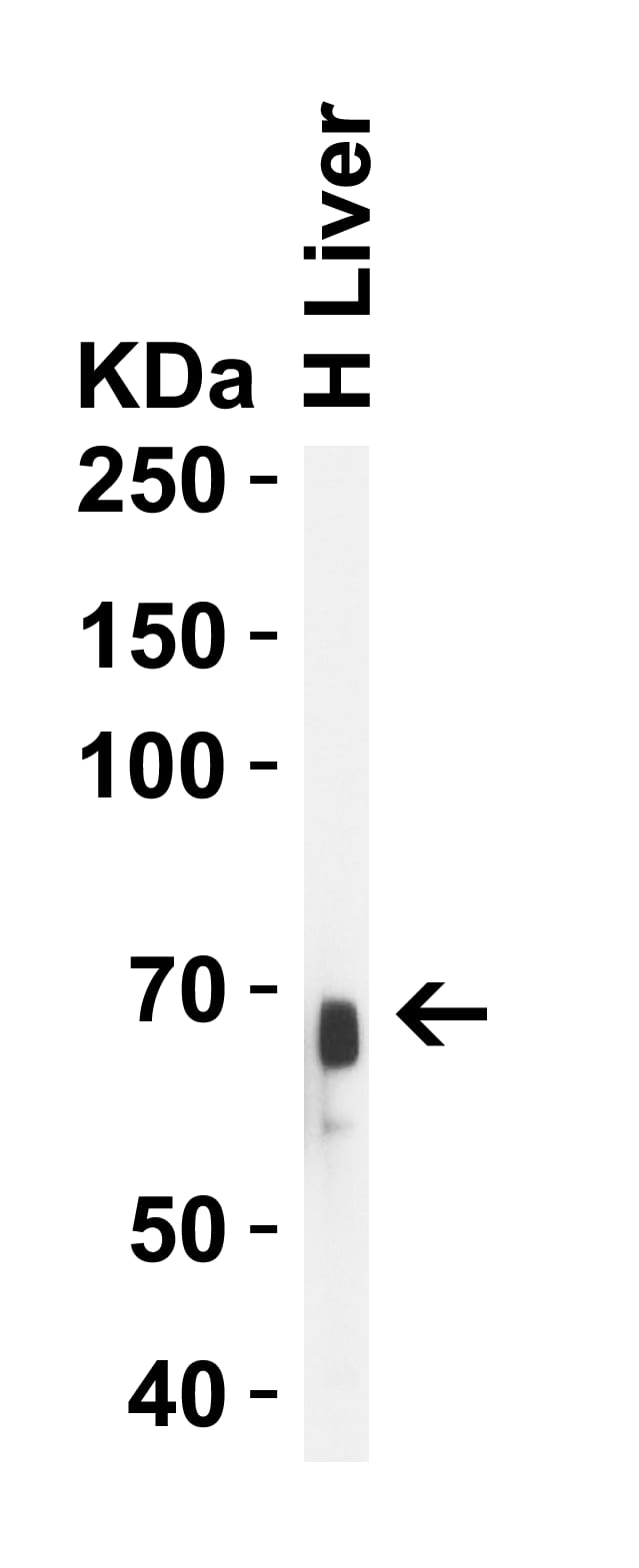 Albumin Antibody - BSA Free