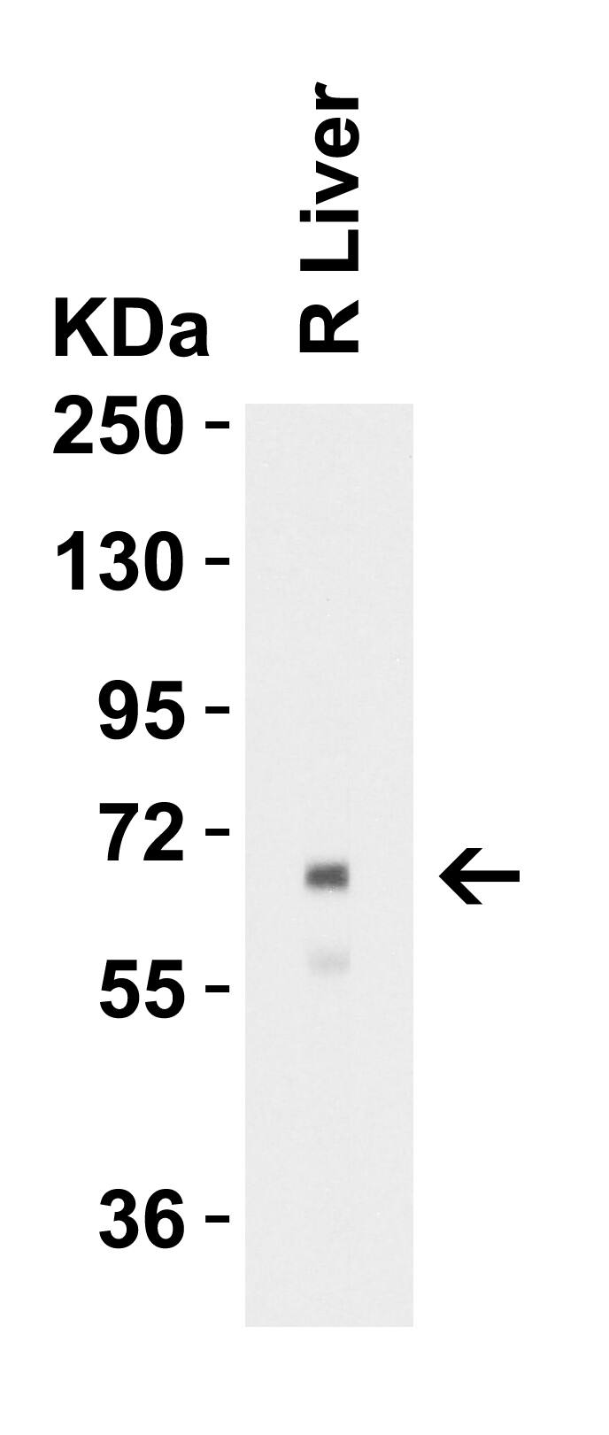 Albumin Antibody - BSA Free
