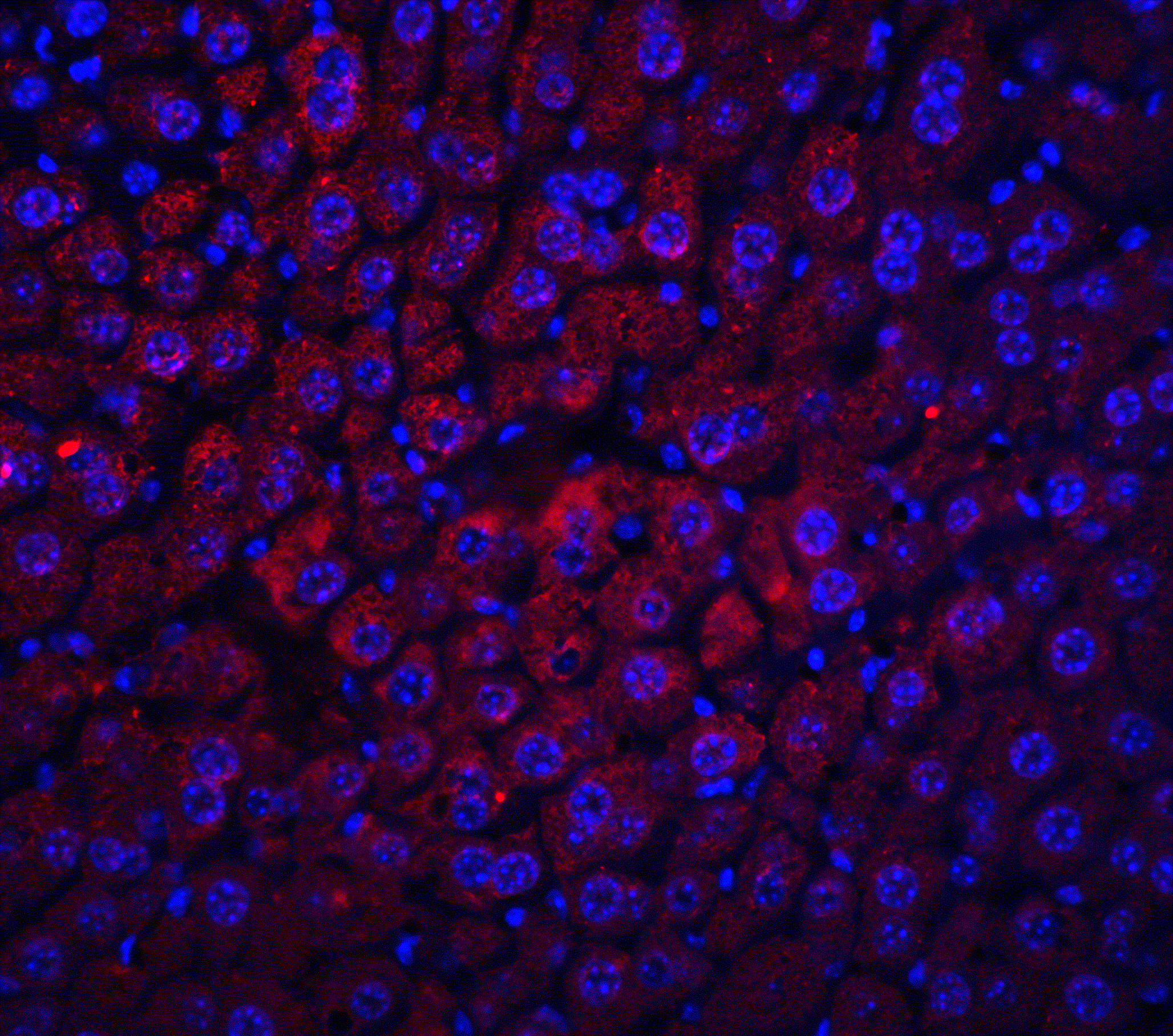 Albumin Antibody - BSA Free