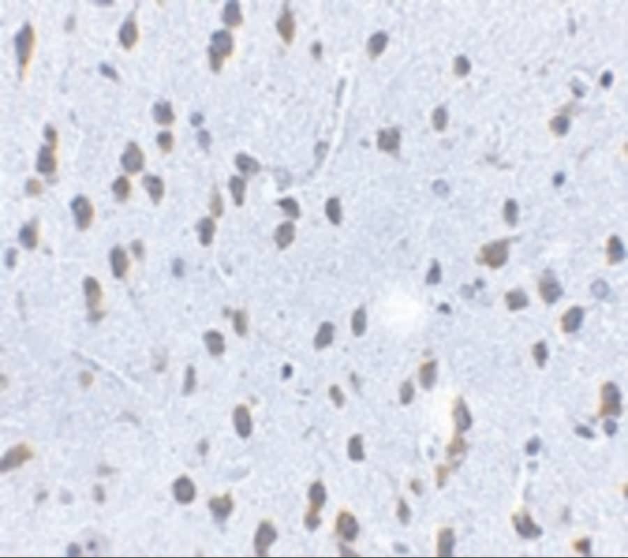 SCF/c-kit Ligand Antibody - BSA Free