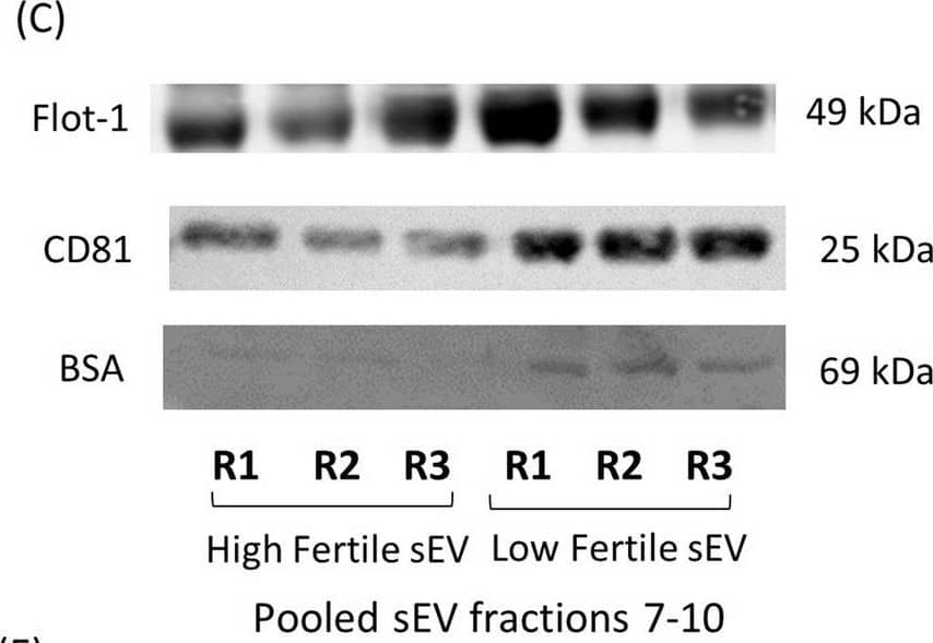 CD81 Antibody - BSA Free