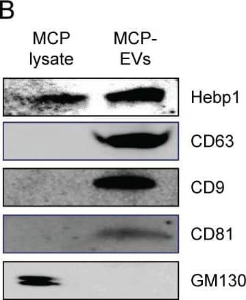 CD81 Antibody - BSA Free