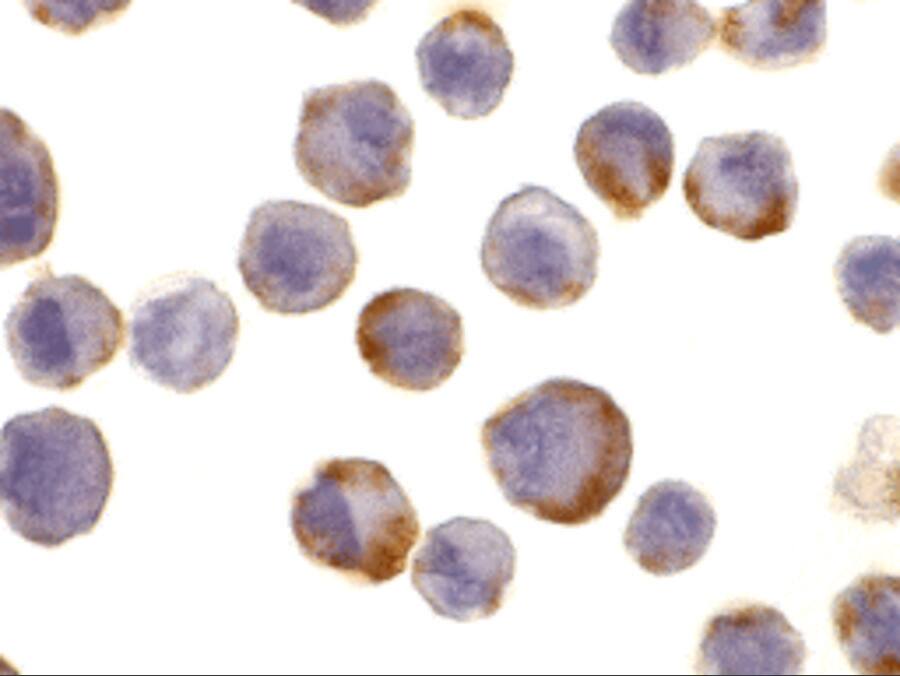 TACE/ADAM17 Antibody - BSA Free