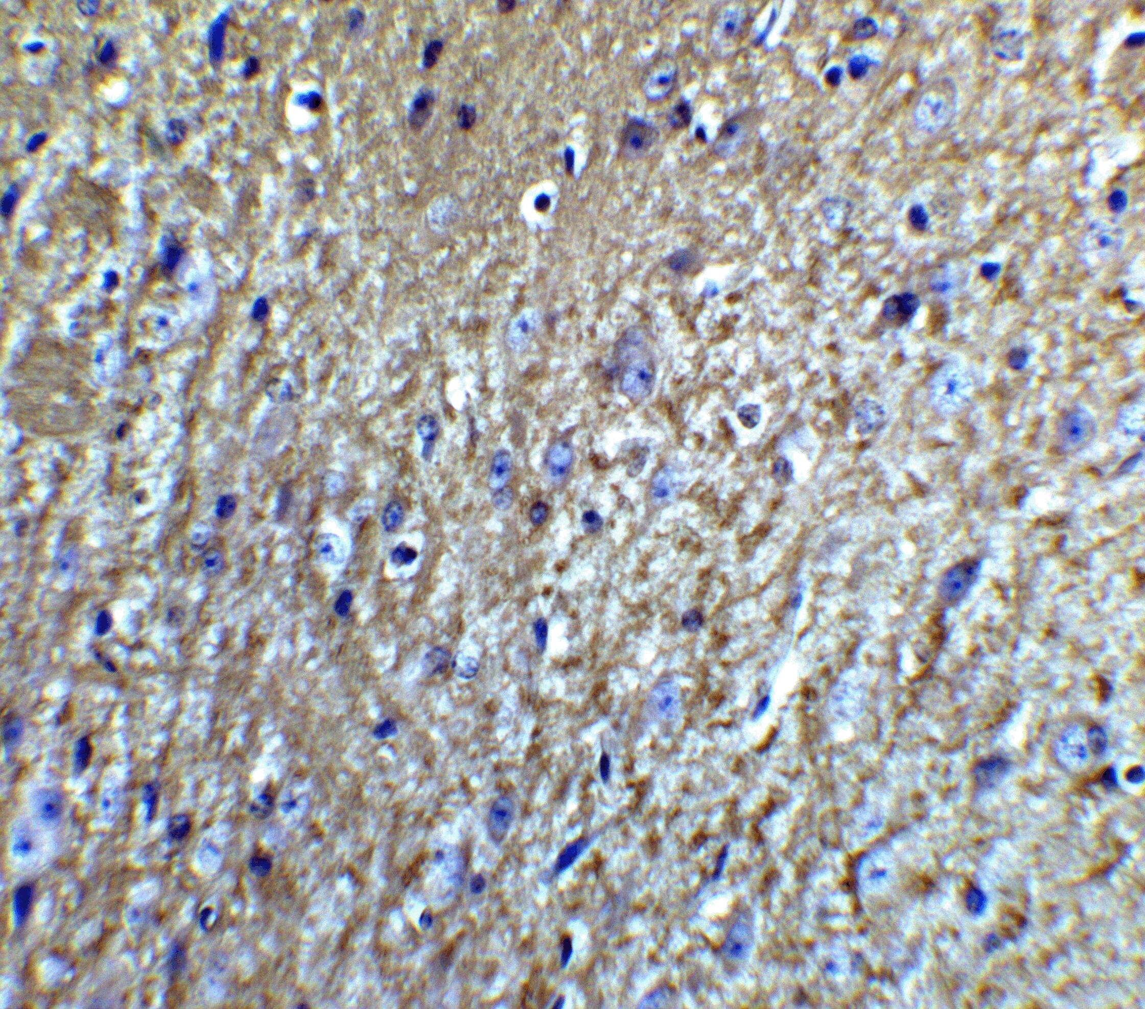 Neurturin Antibody - BSA Free