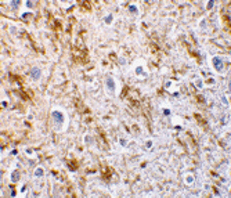 Neurturin Antibody - BSA Free