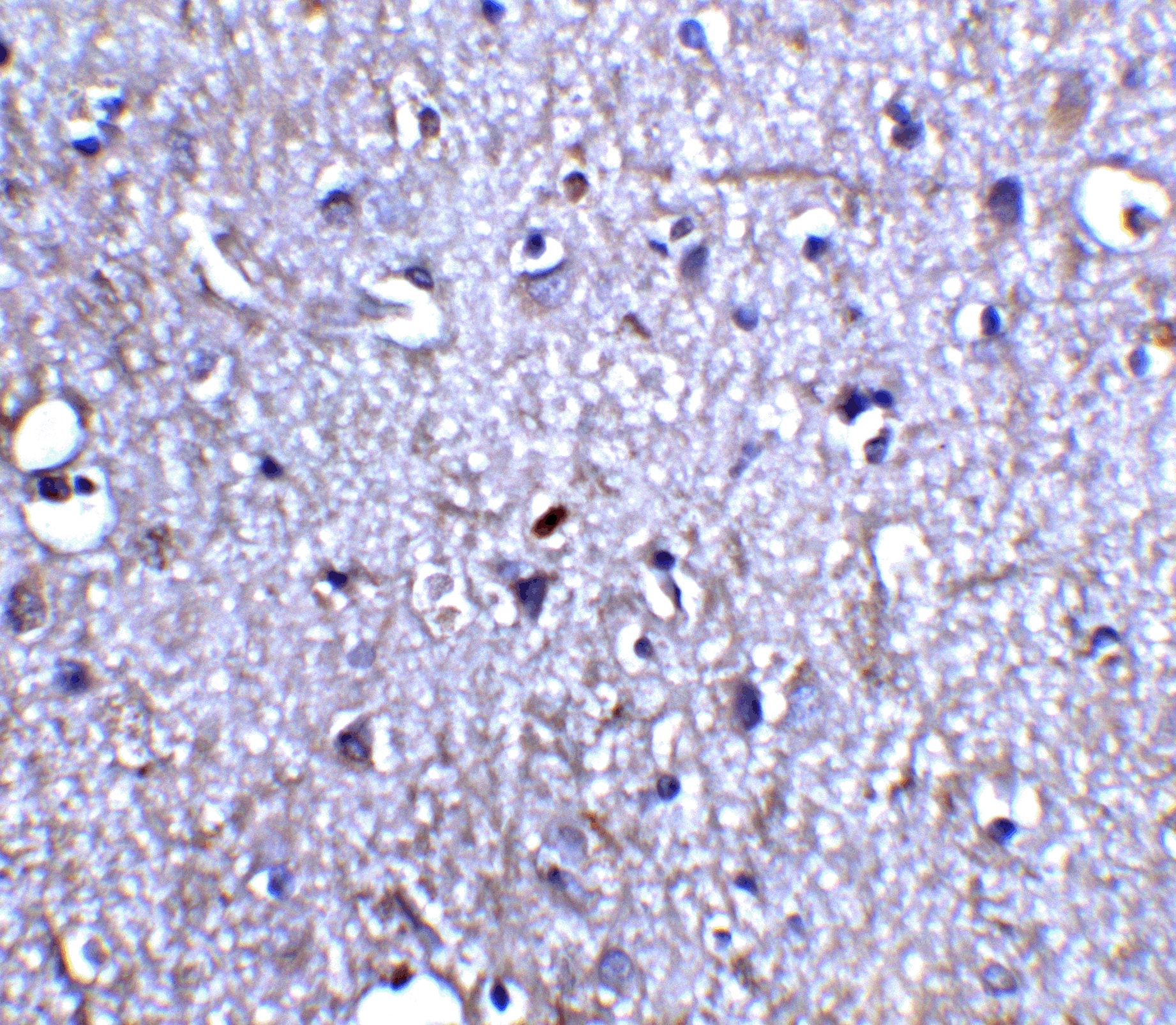 Neurturin Antibody - BSA Free