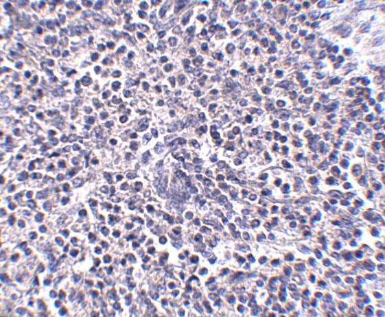 ARL15 Antibody - BSA Free
