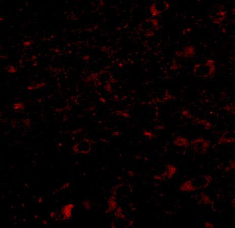 CCDC134 Antibody - BSA Free