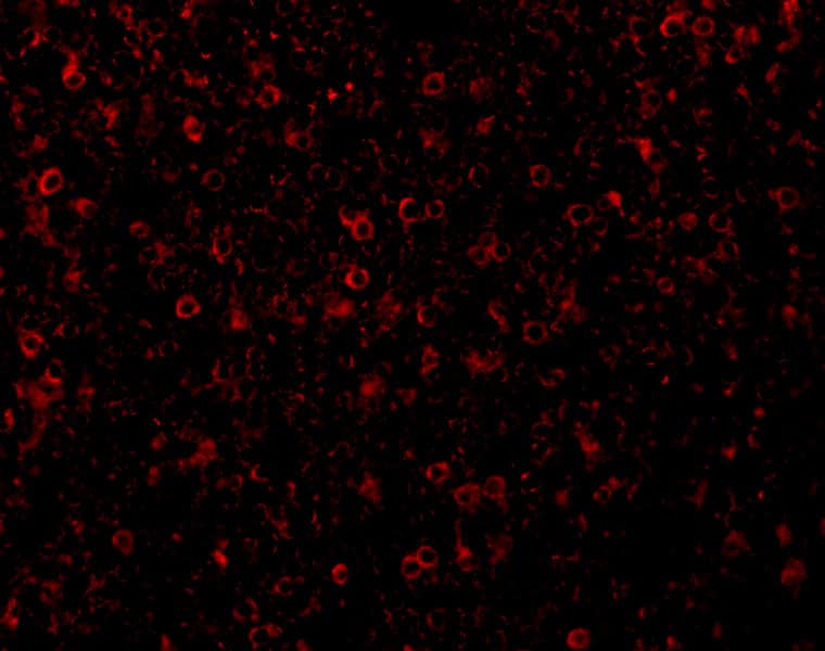 CCR3 Antibody - BSA Free