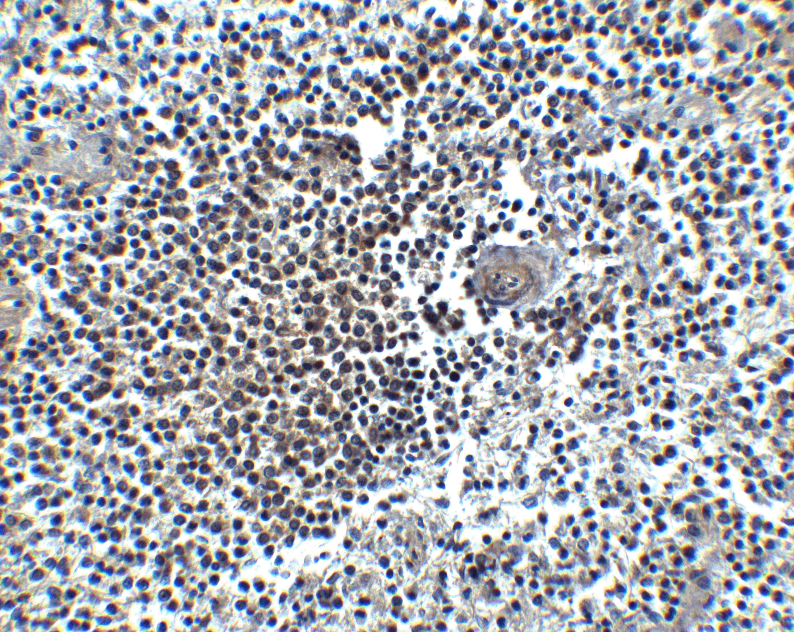 CXCR4 Antibody - BSA Free