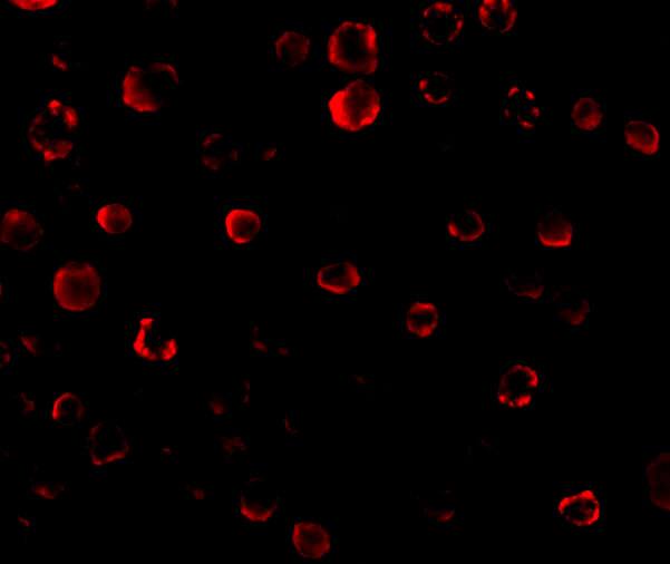 IRAK1 Antibody - BSA Free