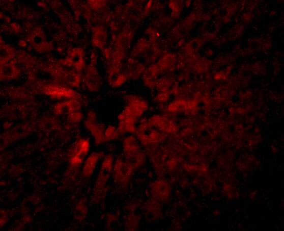 JMJD5 Antibody - BSA Free