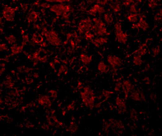 GOLM1 Antibody - BSA Free