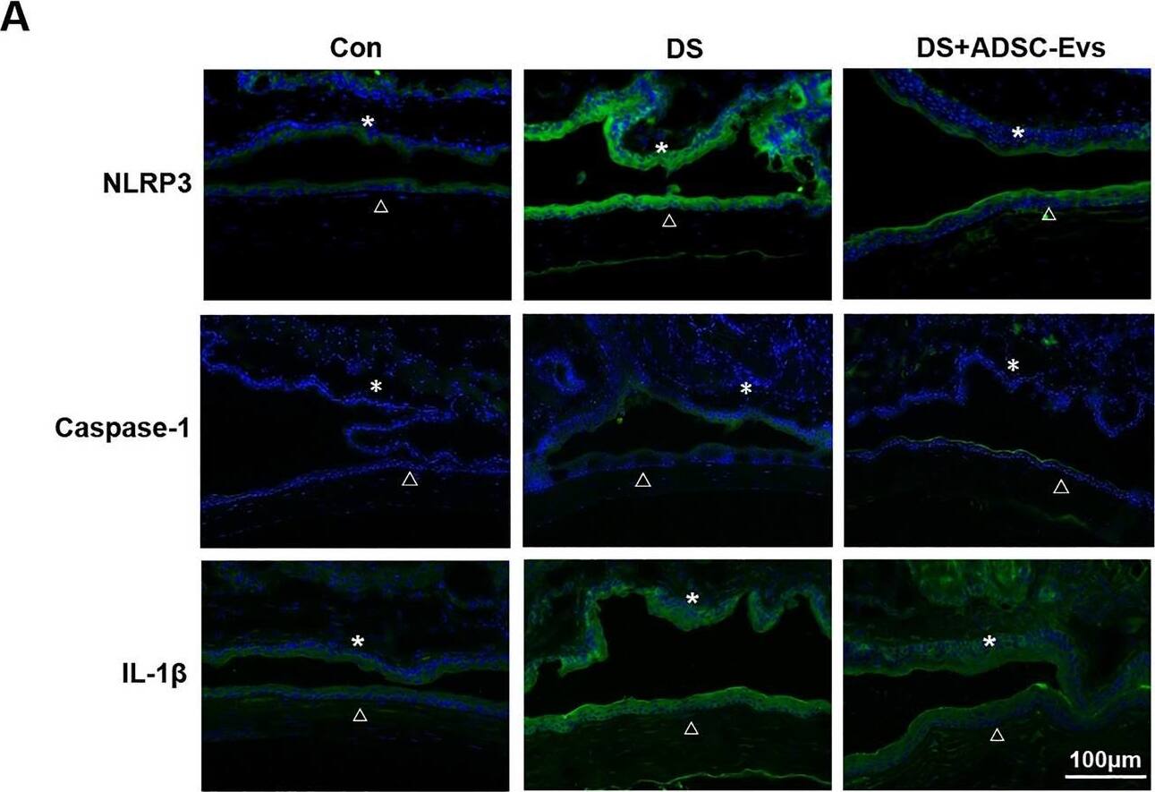 NLRP3/NALP3 Antibody - BSA Free