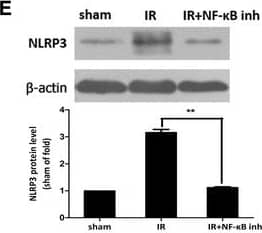 NLRP3/NALP3 Antibody - BSA Free