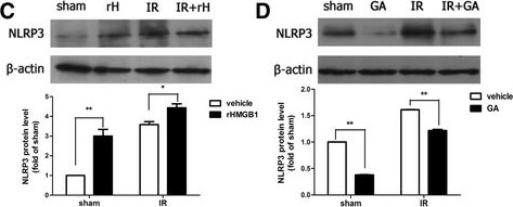 NLRP3/NALP3 Antibody - BSA Free