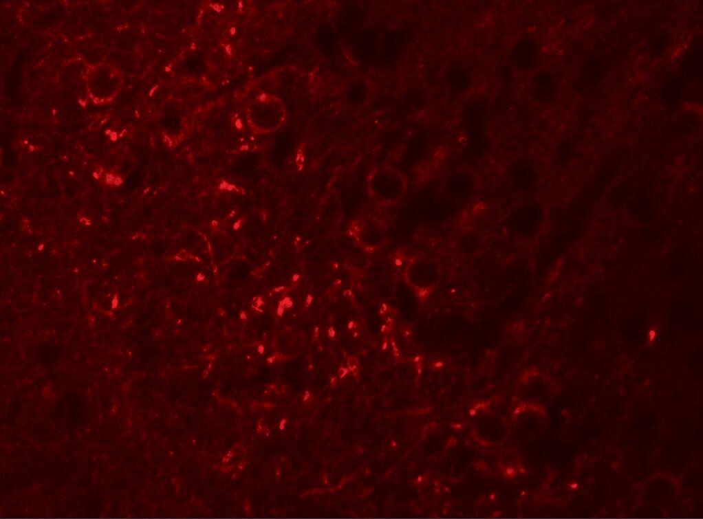 SPRYD5 Antibody - BSA Free