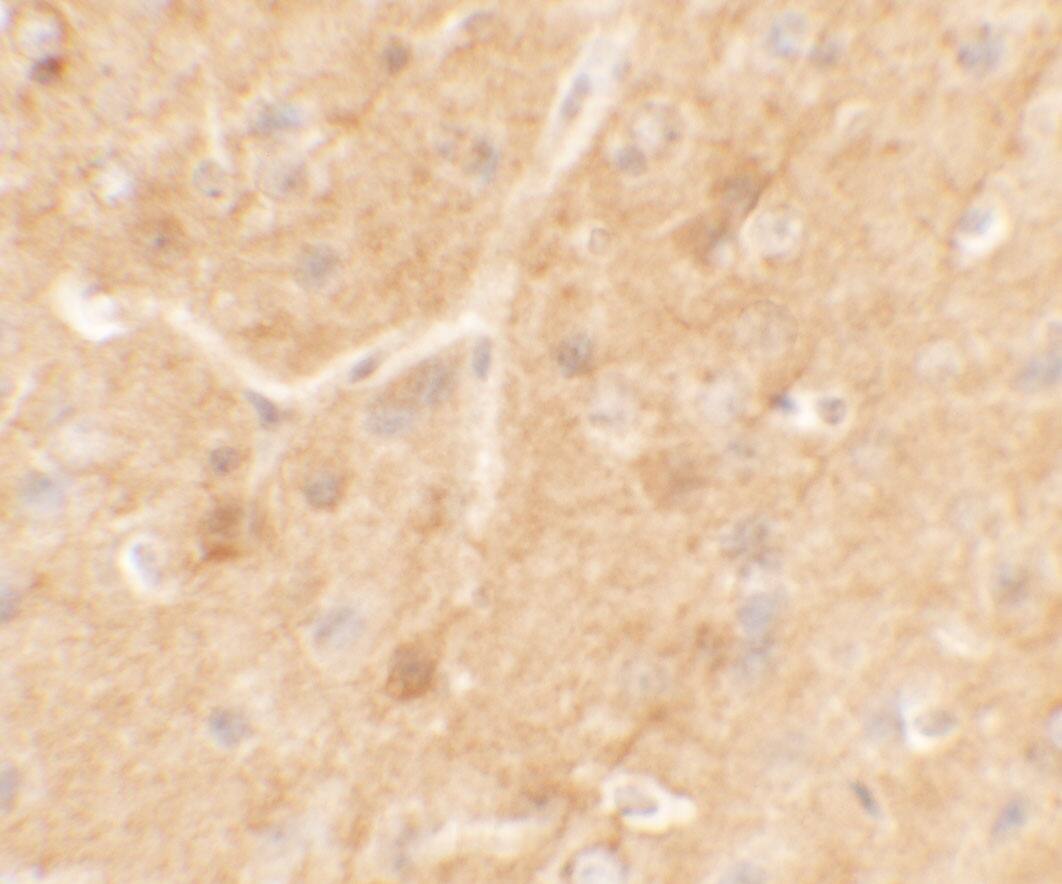 SPRYD5 Antibody - BSA Free