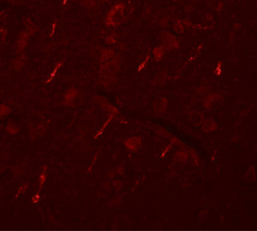 SIPA1L2 Antibody - BSA Free