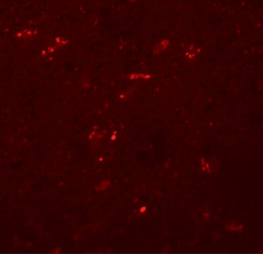ZNF536 Antibody - BSA Free