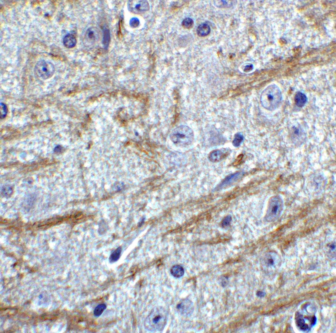 PRDM16/MEL1 Antibody - BSA Free