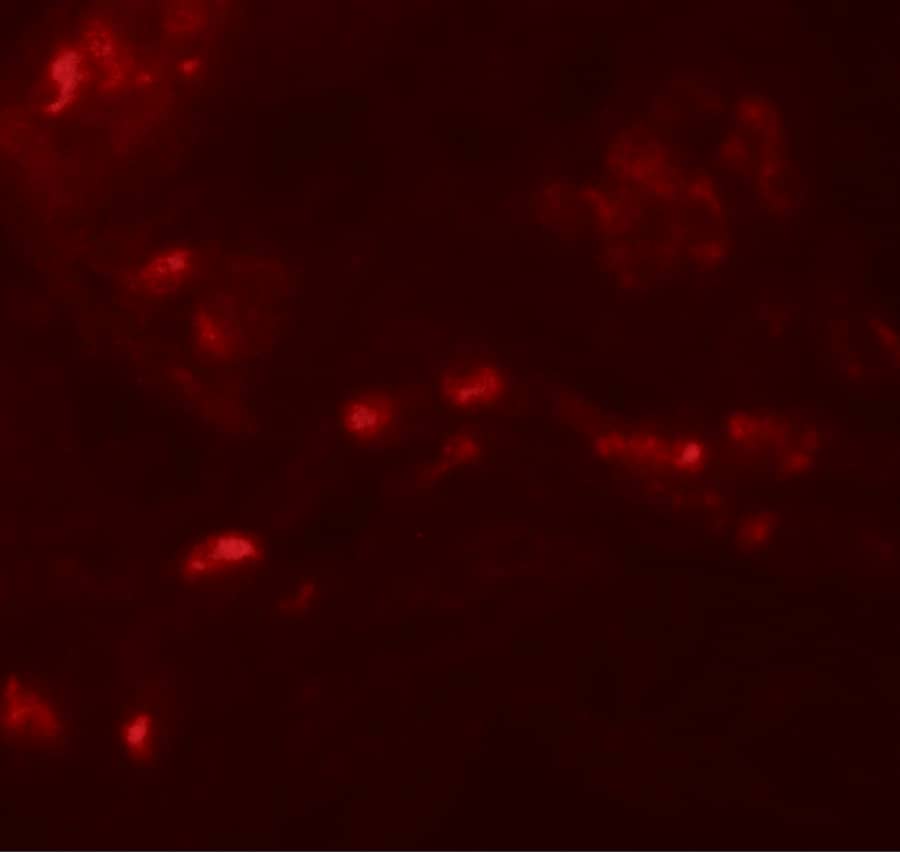 SPRYD4 Antibody - BSA Free