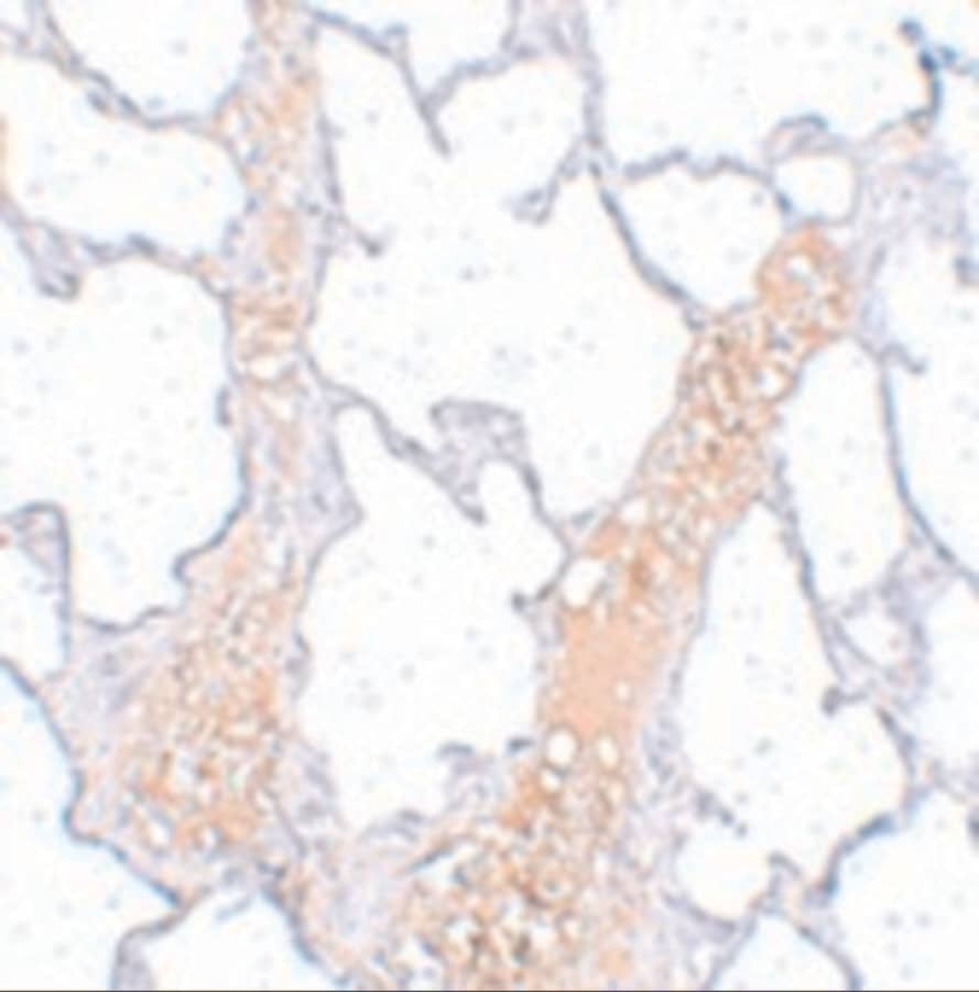 REEP2 Antibody - BSA Free