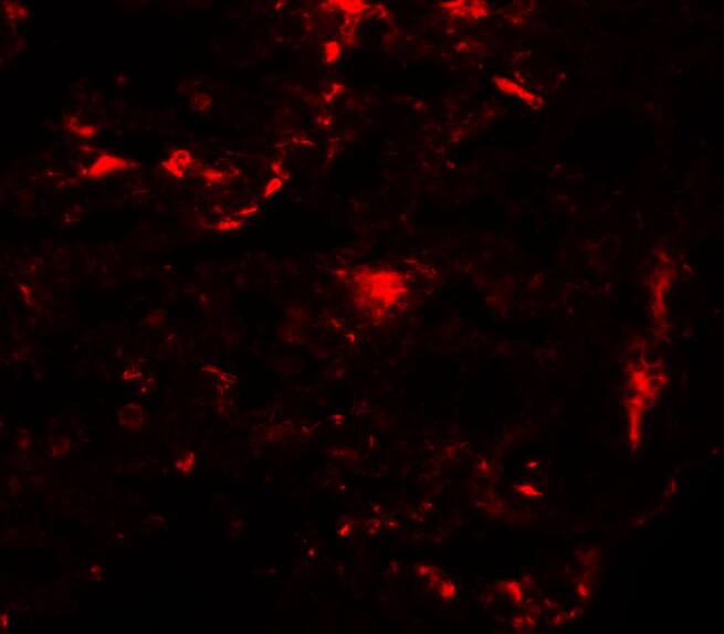 REEP2 Antibody - BSA Free