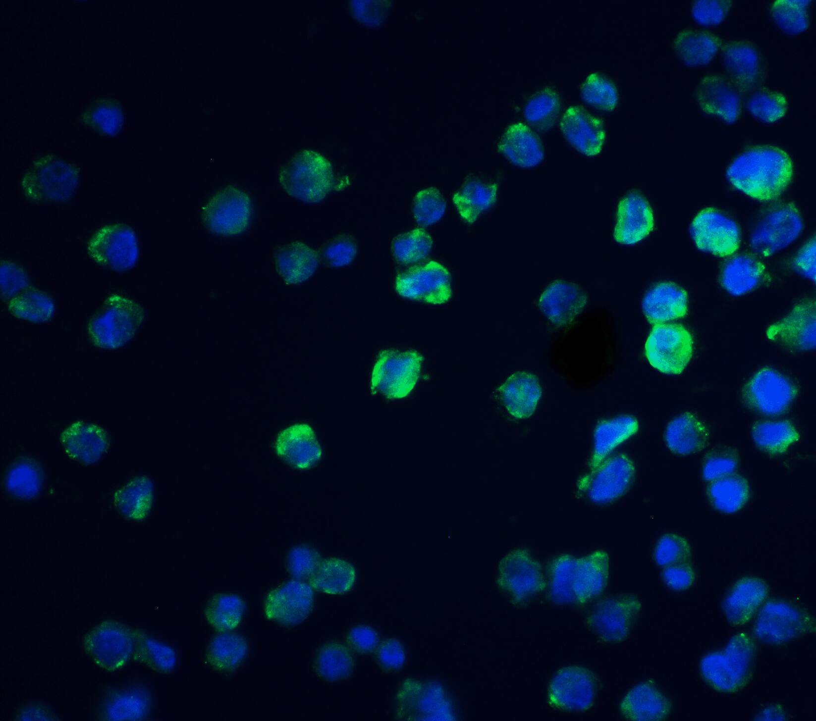 REEP3 Antibody - BSA Free