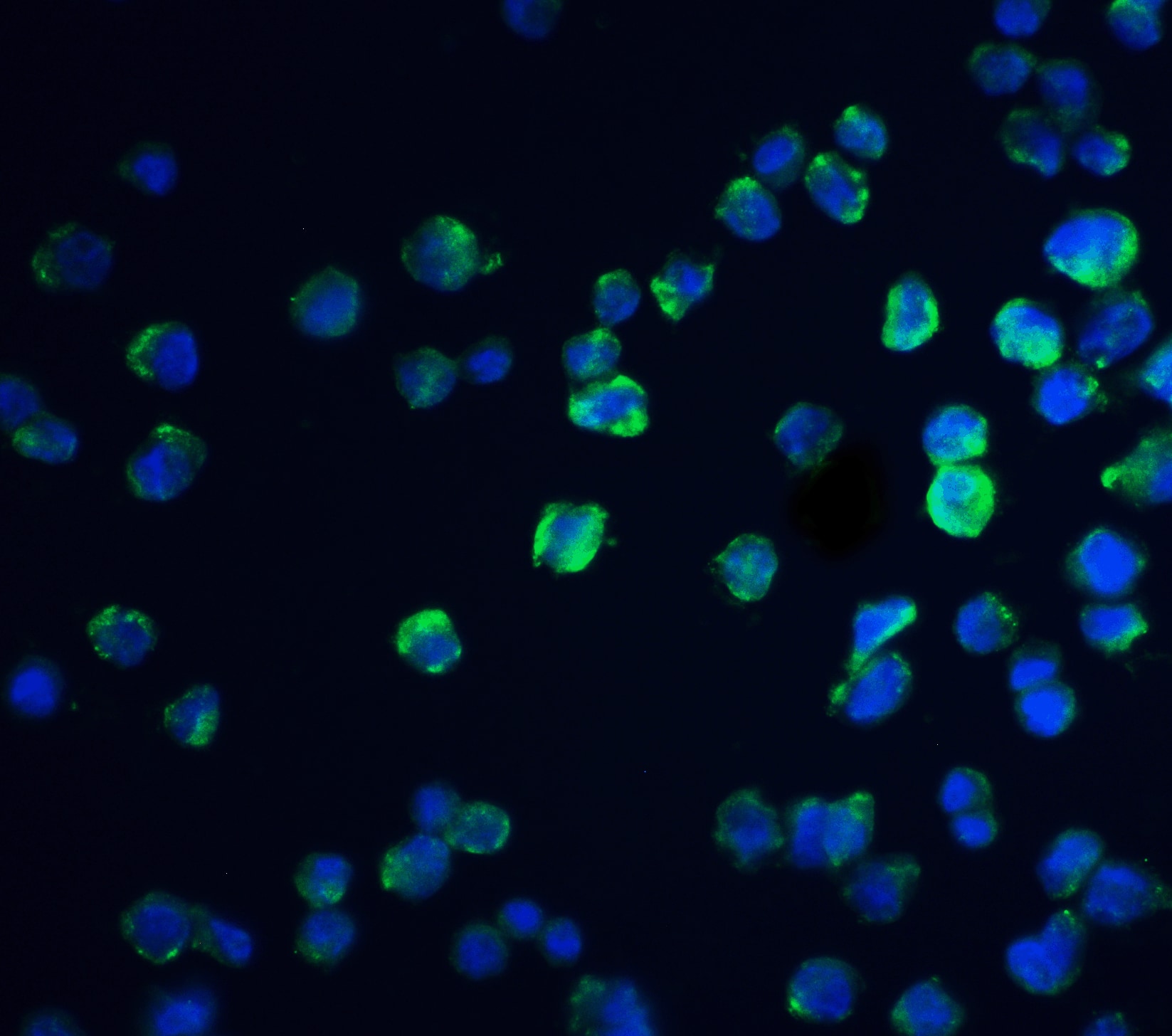 REEP3 Antibody - BSA Free