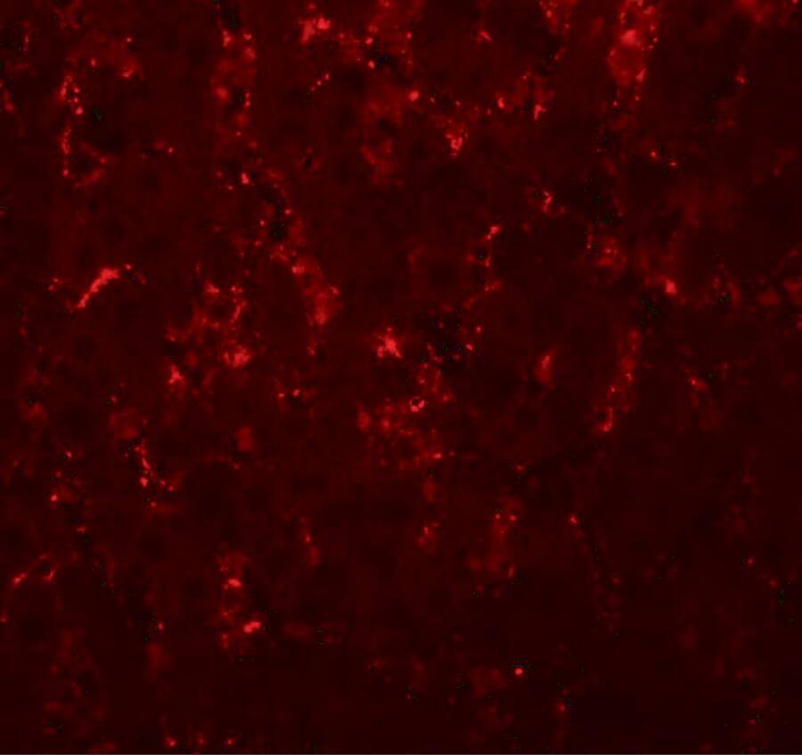 LXR alpha/NR1H3 Antibody - BSA Free