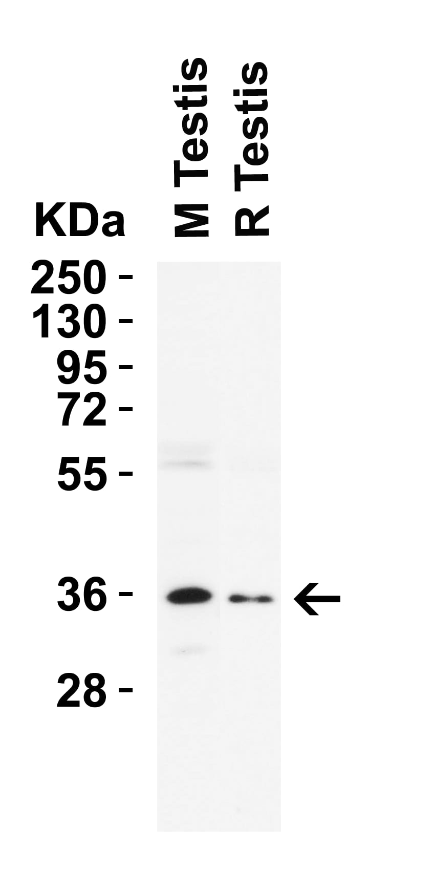 Nanog Antibody - BSA Free