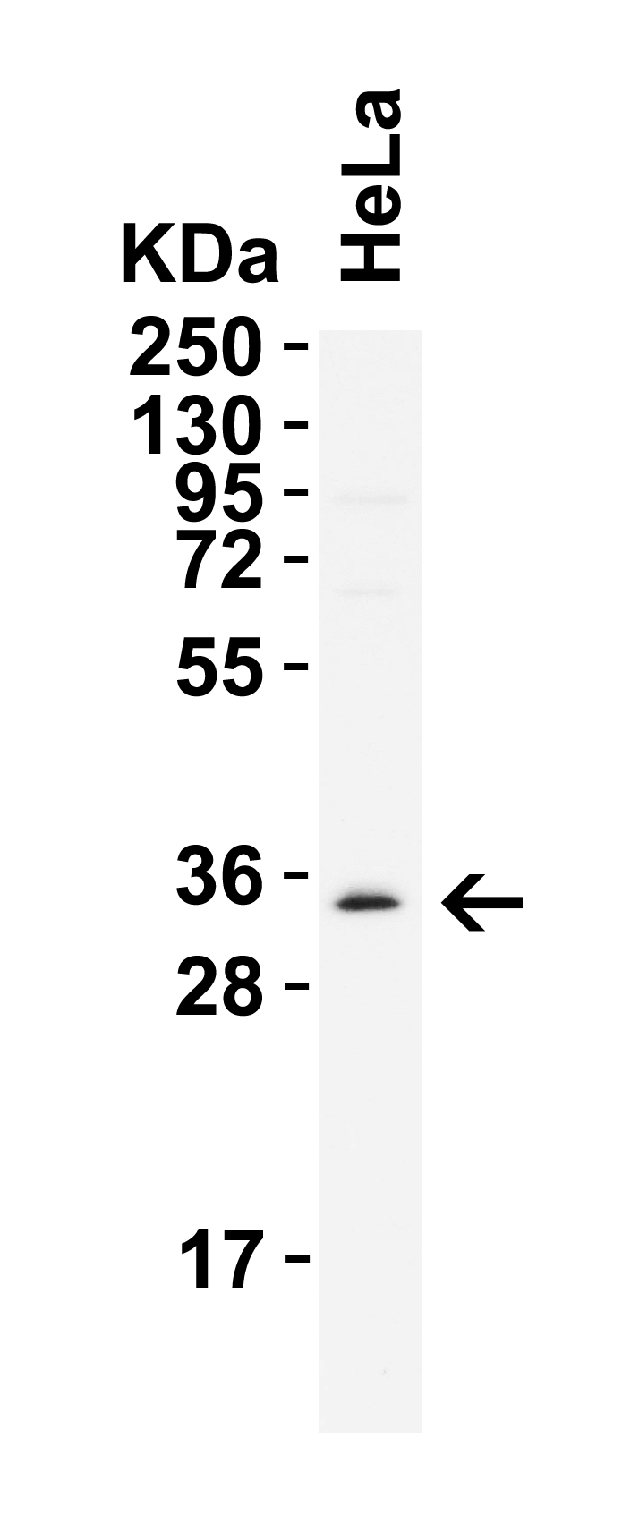 Nanog Antibody - BSA Free