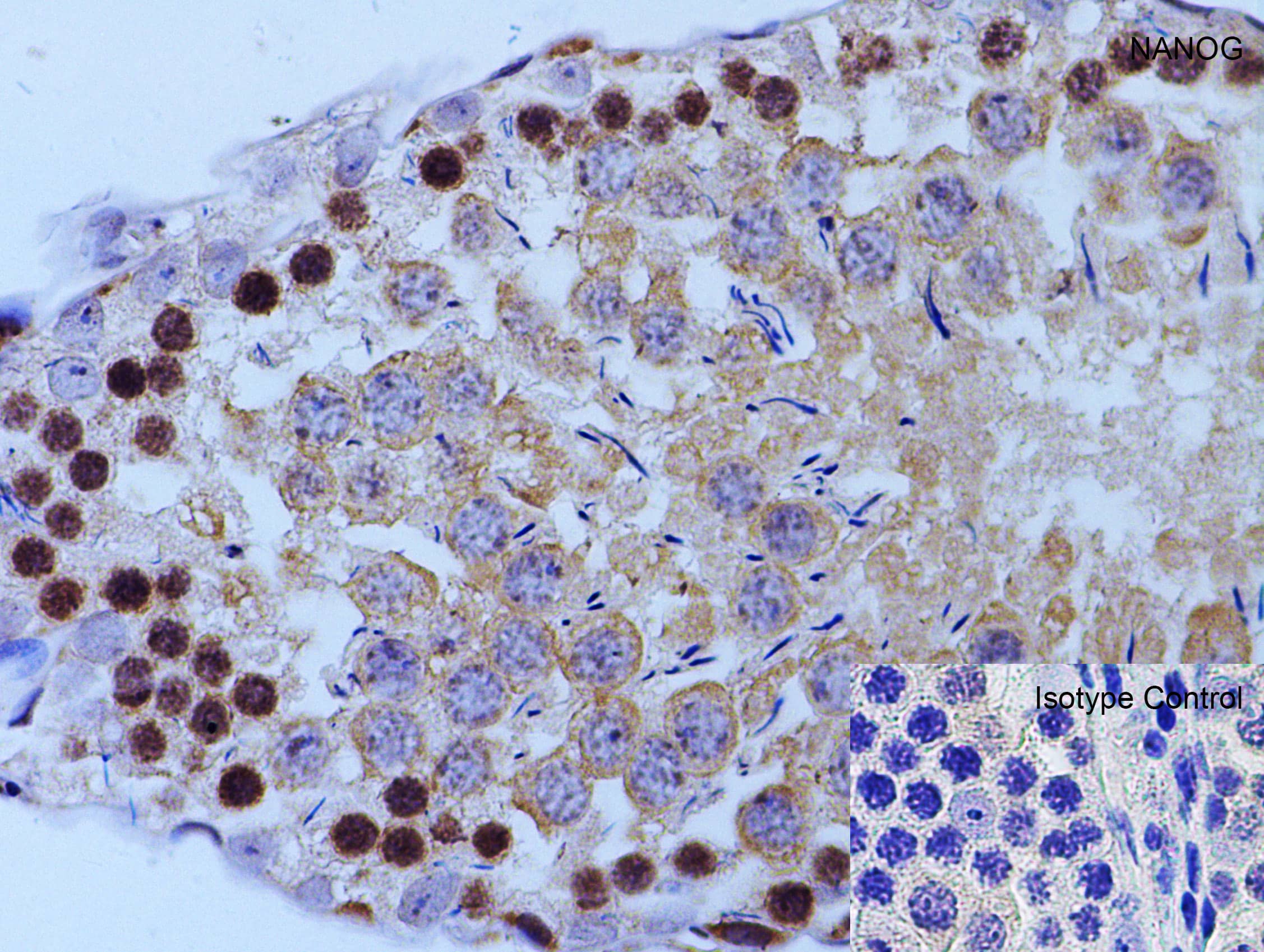 Nanog Antibody - BSA Free