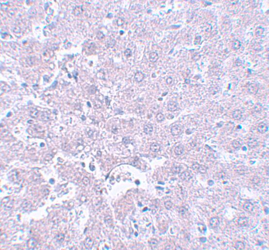 CALHM1 Antibody - BSA Free